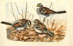 Dingle_WhiteThroatedSparrows